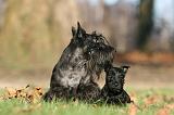 SCOTTISH TERRIER 034